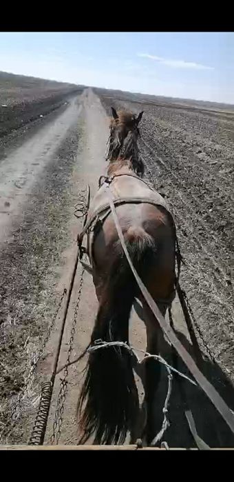 De vanzare carlan de un an jumate