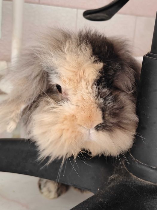 Iepure pitic GRATIS lion head lop 9 ani