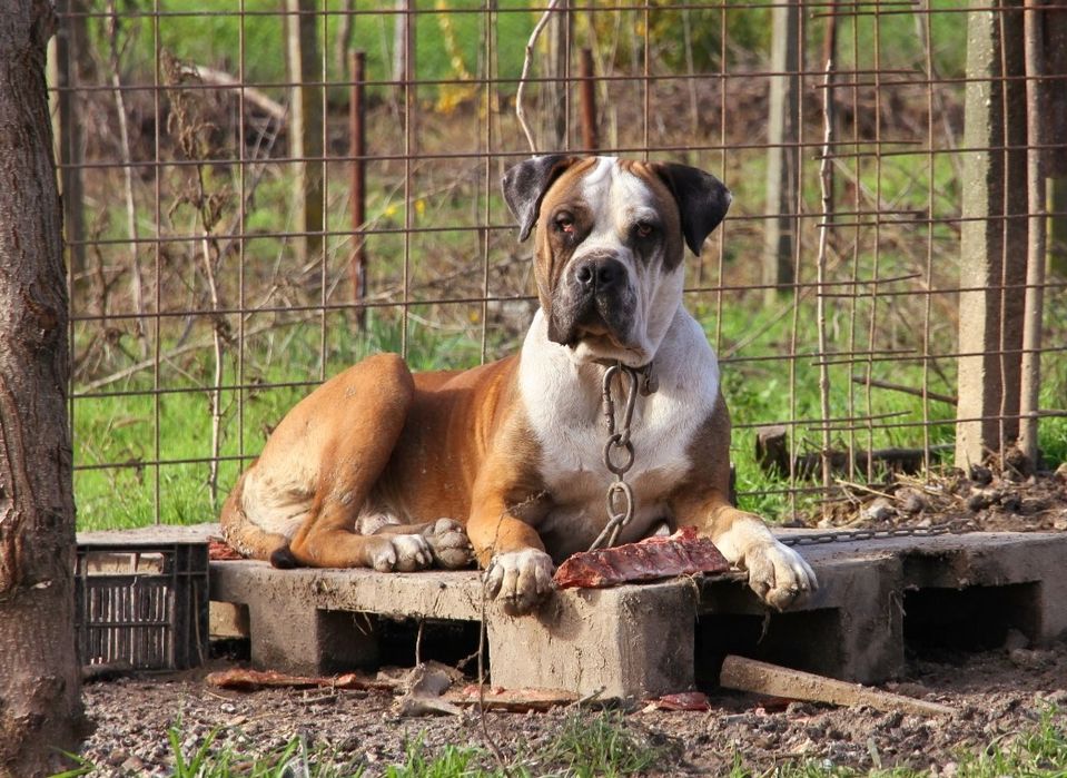 Jack – Mascul Presa Canario  1.4 ani