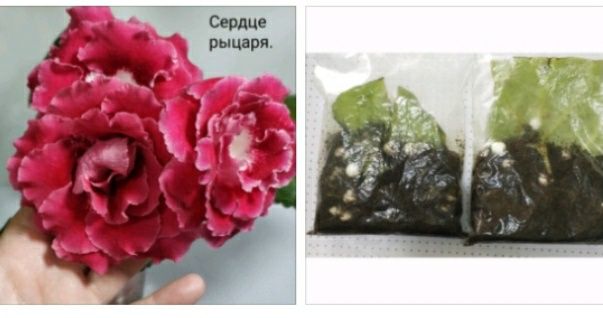 Укоренные листочки глоксиний с ростками.