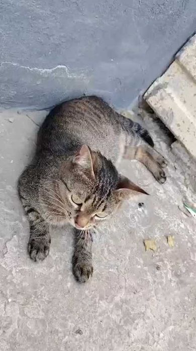 Кошке нужен дом!