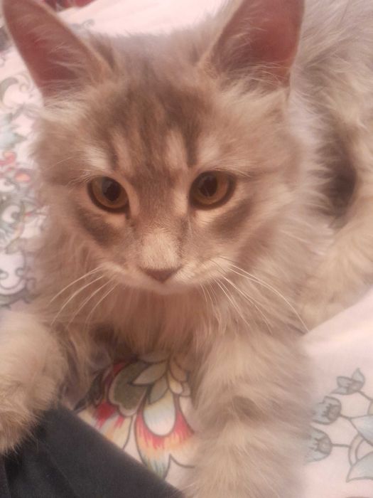 Отдам котёнка в самые добрые и любящие руки.