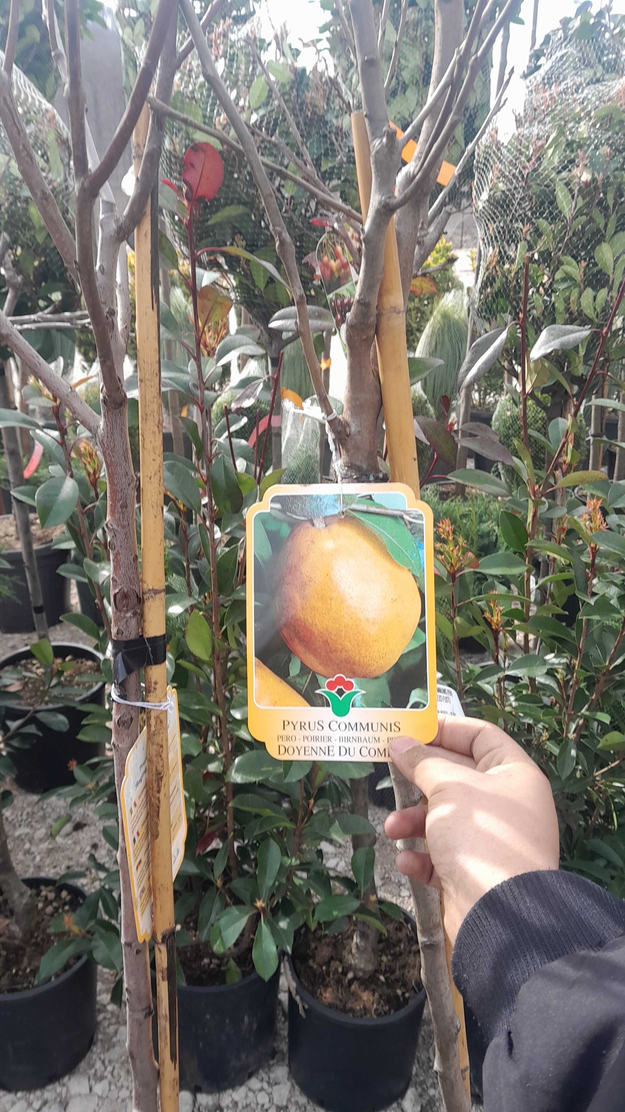 Par (Pyrus communis) Pomi fructiferi pe rod In ghiveci