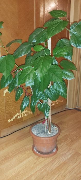 Vand trandafiri japonezi