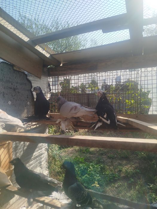 Продам голубеи разных