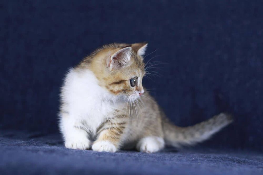 Продаётся котёнок породы манчкин