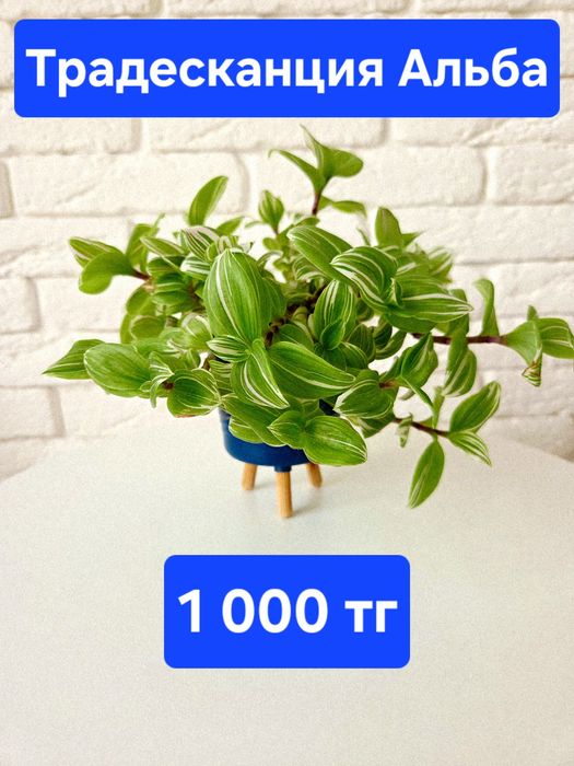 Распродажа: Комнатные растения в горшках