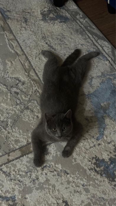 Отдам в добрые руки котенка 6 месяцев