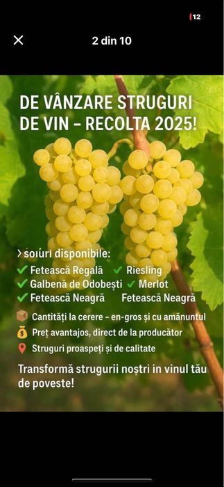 Vant strugur de vin