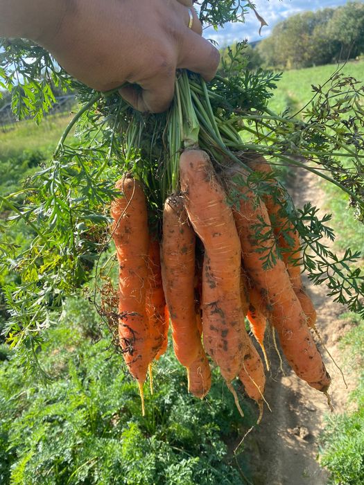 Vand morcovi consum Niagara F1