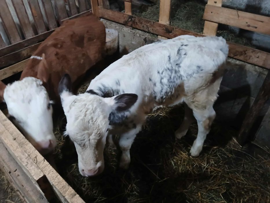 Vând viței în sat Tirimia