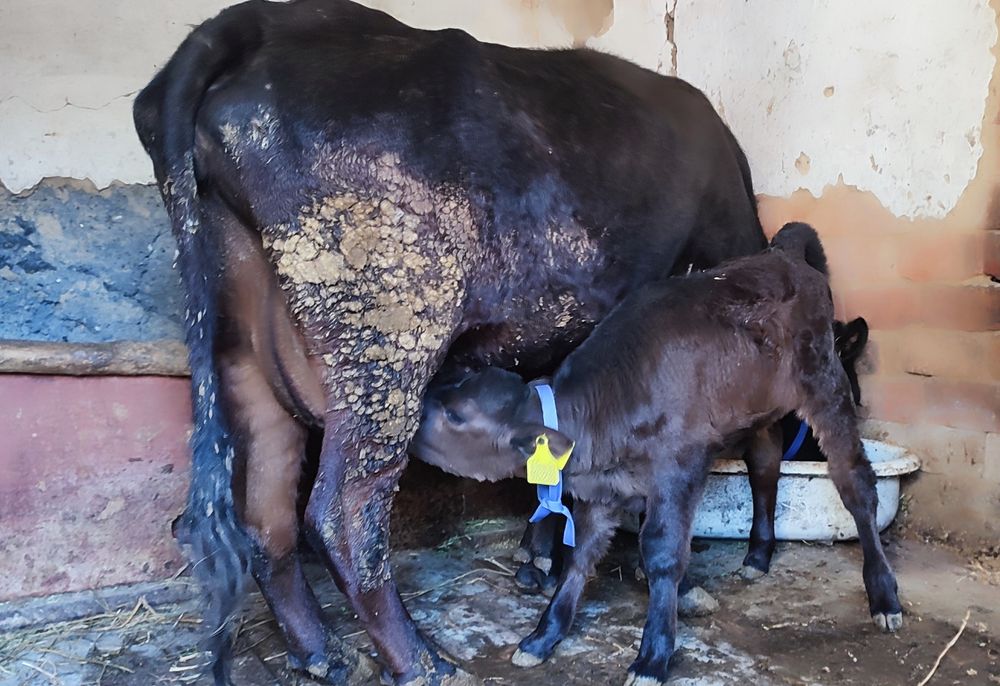 Продам теленка тёлочку.