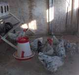 Cocosi australorp splash  2024