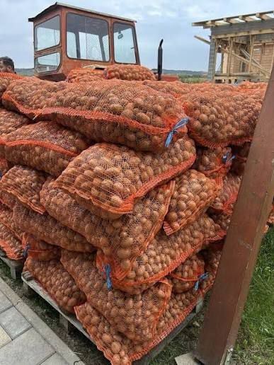 Cartofi pentru animale 1 leu kg