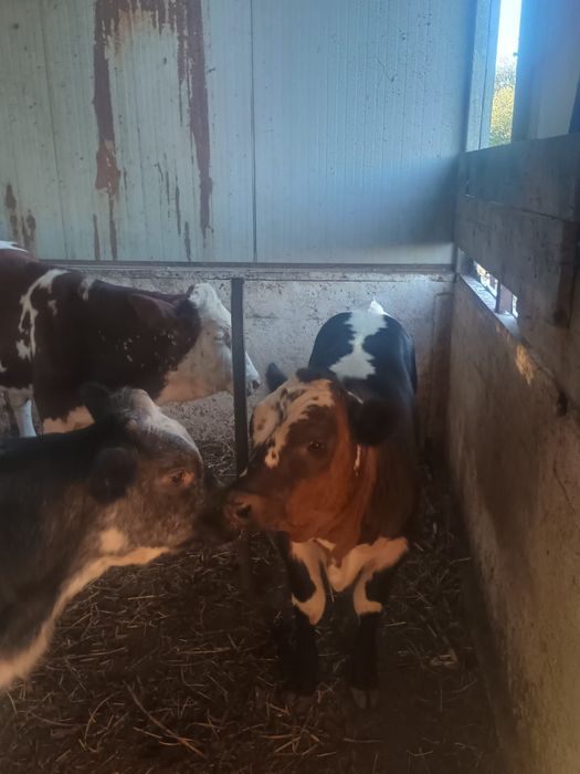 Vând 2 taurasi unu brun și unu bălțat romanesc