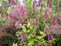 Хималайски храст(Himalayan honeysuckle)