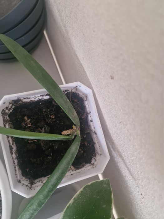 Продам хойки разных видов