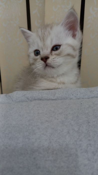 Продаются милые котята 1.5 месячные