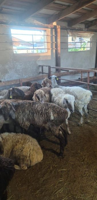 Продаю баранов. СРОЧНО