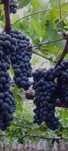 Struguri Cabernet 100% eco.