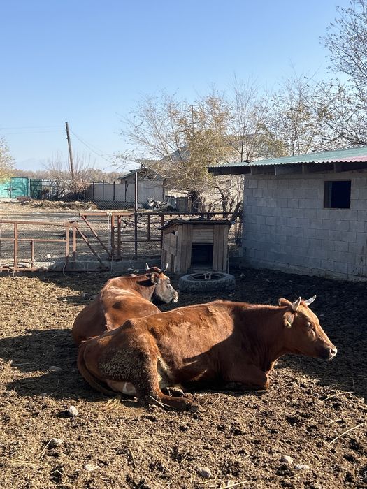 Крупно рагатый скот