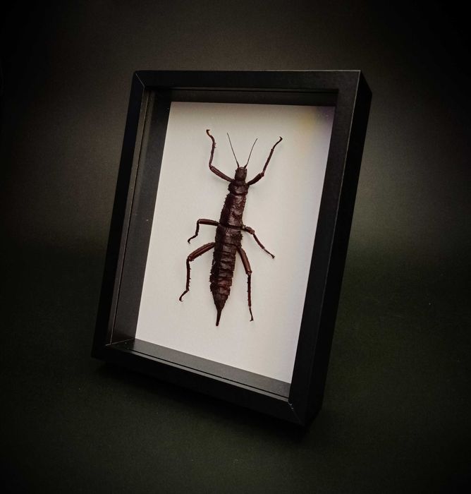 Препарирани насекоми-Богомолка, Пръчица, Цикада, Водни кончета и други