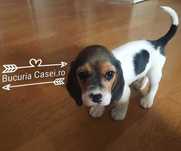 Pui rasa Beagle tricolor si bicolor