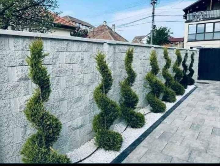 Palmieri ,copaci foioși,tuia,plante decor