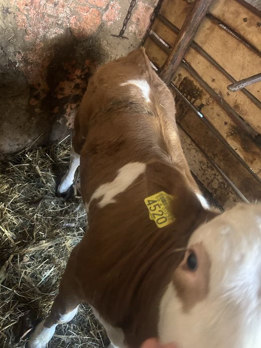 De vânzare vițea de 2 luni