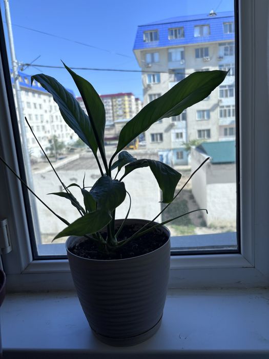 Комнатное растения