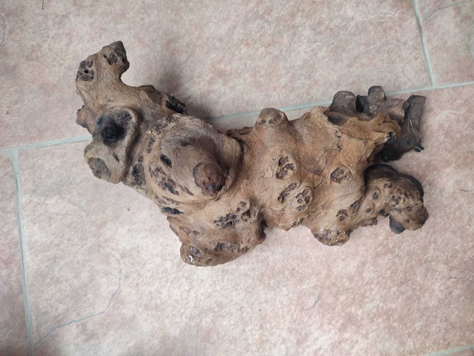 Vand radacini si pietre pentru acvariu - calitatea I. gata fierte