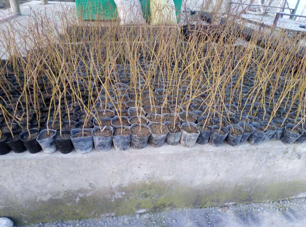 Kivi ko'chatlari sotiladi… 40.000 dan 180.000gacha