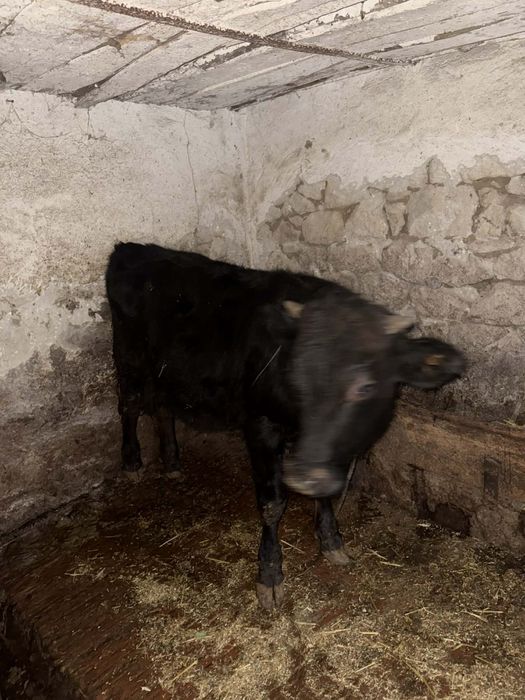 Телета за продан