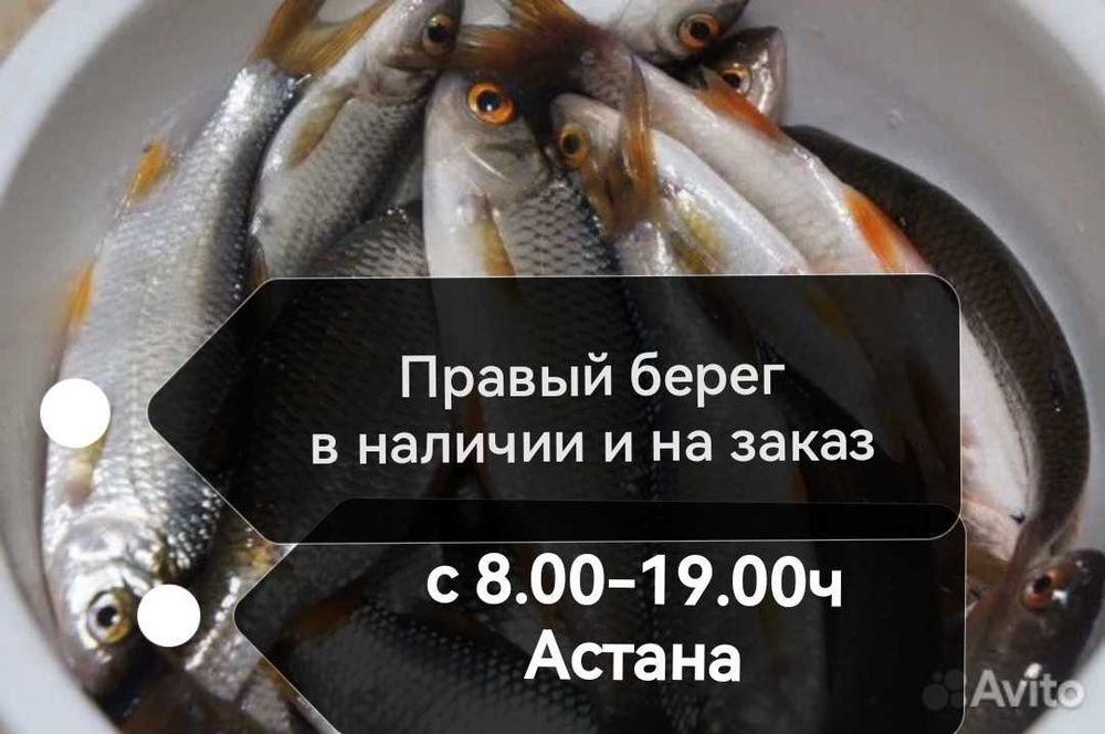 Живец чебак карась