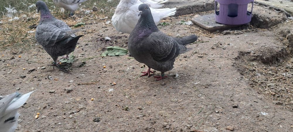 Porumbei texan maturi/pui