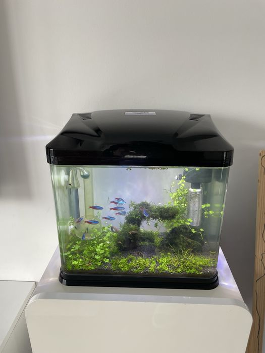 Acvariu nano complet cu pesti si creveti