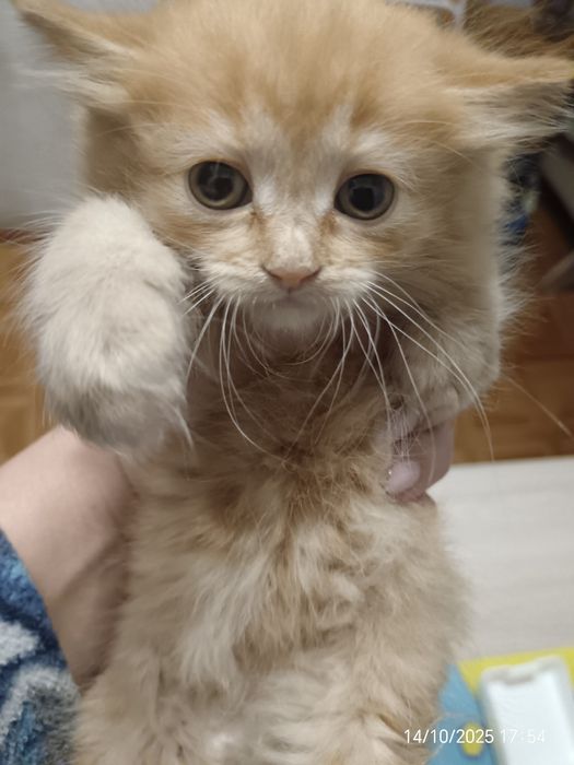 СРОЧНО! Отдам котят в добрые руки.
