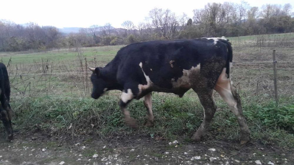 Продавам угоени телeта