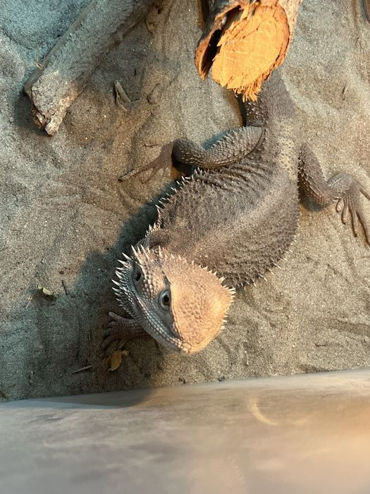 Agama cu barba +terariu+ lumina uv