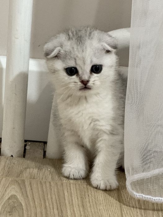 Британский Шиншилла