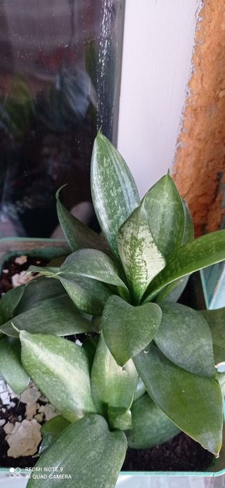 Продам комнатные цветы