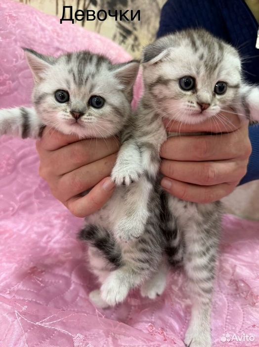 Чистокровные Британские котята