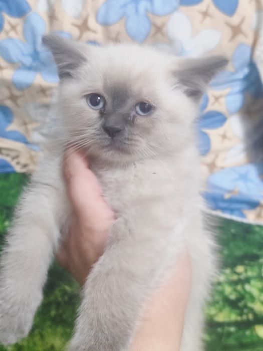 Продаются котята