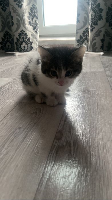 Котенок маленькая девочка