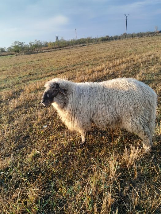 Vând un berbec de carne ,de 1 an bun de monta sau de tăiat
