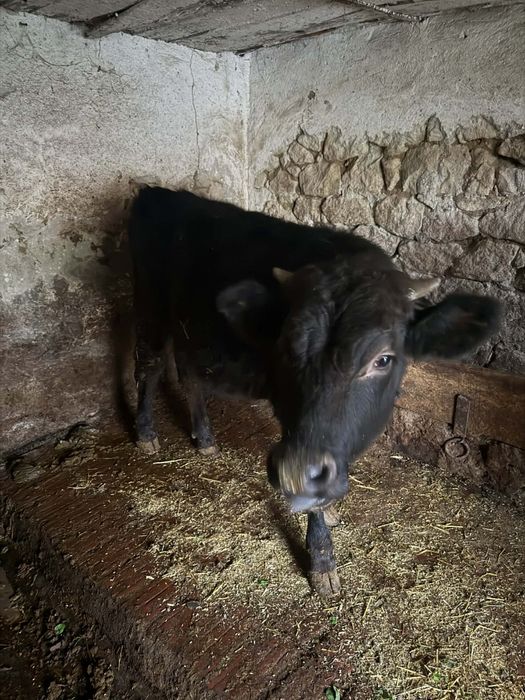 Телета за продан