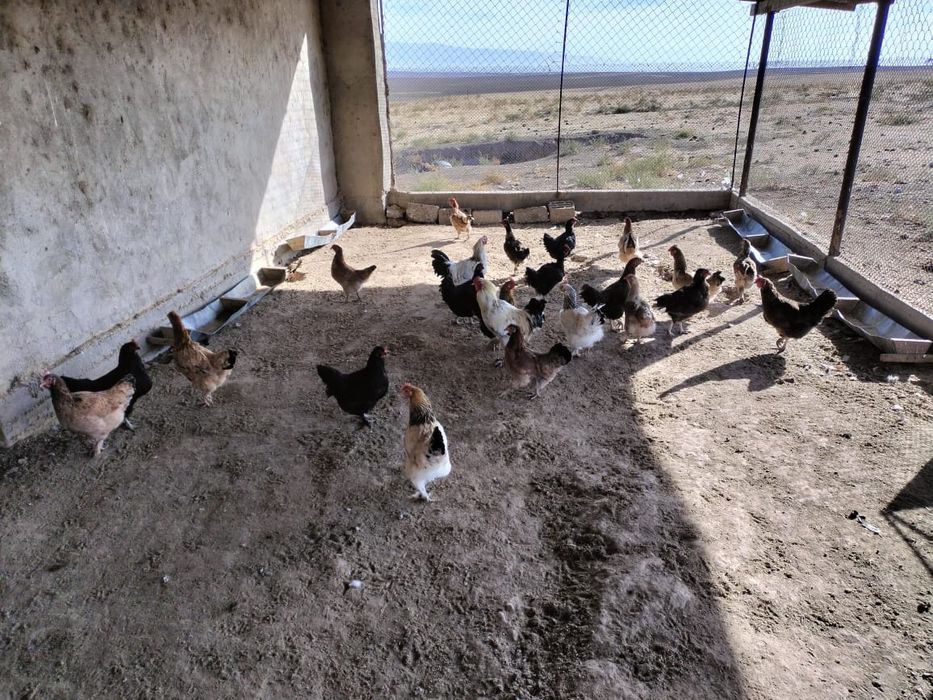 Сатылады тауық қоразыменн