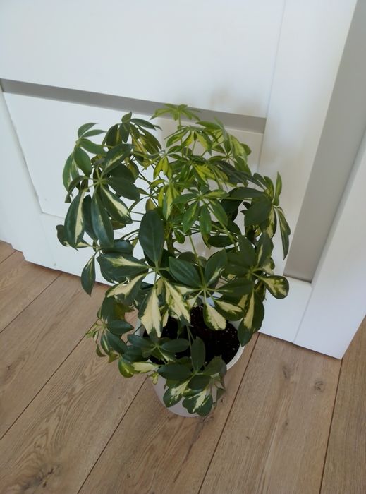 Комнатные цветы,Шефлеру