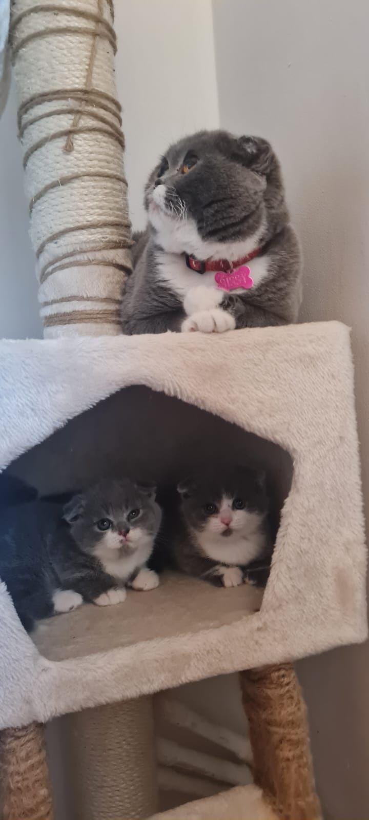 Fetițe Scottish fold de vânzare