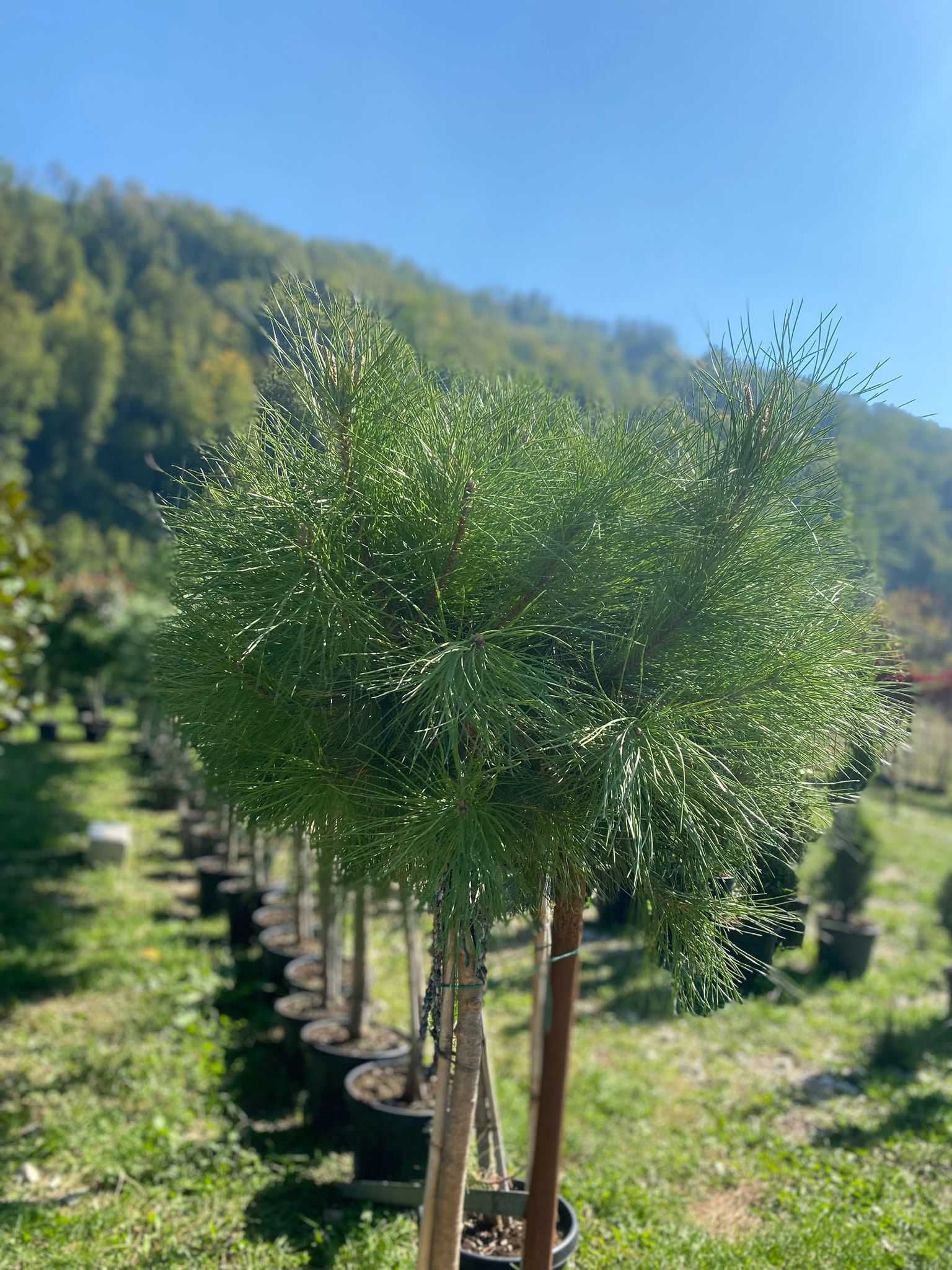 Plante ornamentale de grădină – frumusețe durabilă pentru spațiul tău